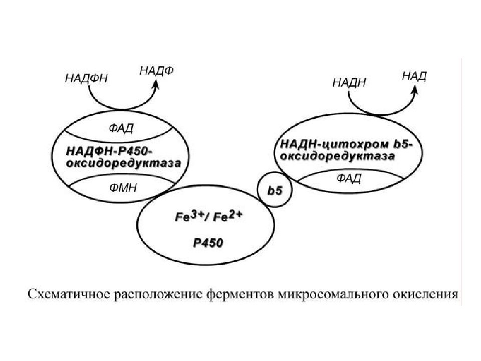 Схема микросомального окисления биохимия