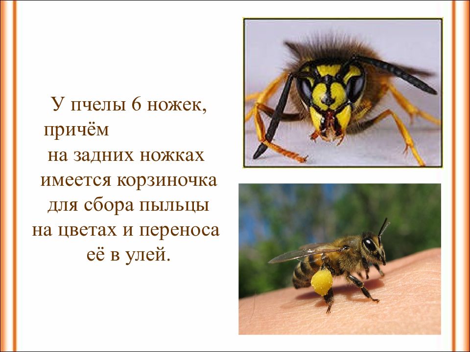 Насекомое пчела 2 класс. Сообщение о пчелах 2 класс. Рассказ о пчелах. Окружающий мир пчелы. Доклад о пчелах 2 класс окружающий мир.