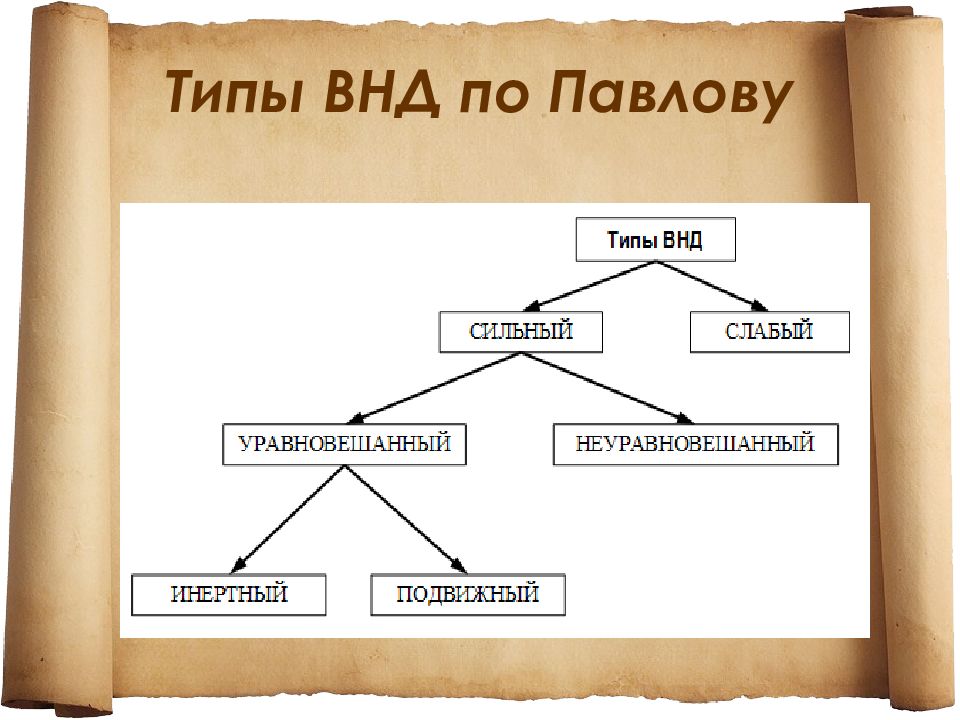 Типы высшей нервной деятельности картинки