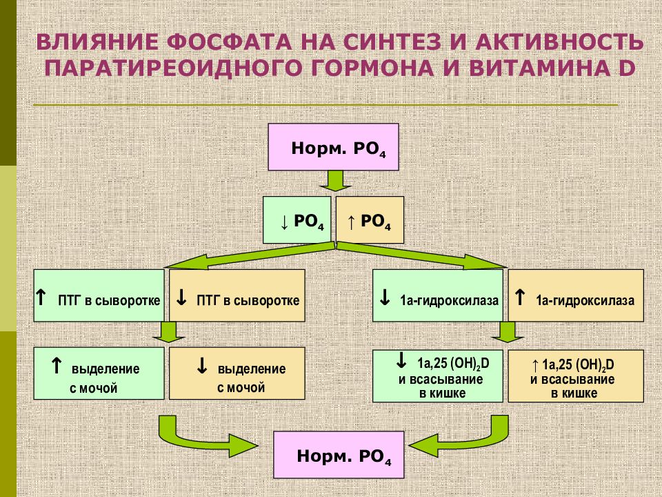 Кальций гормон. Роль кальция и фосфора в метаболизме. Кальций фосфорный обмен.