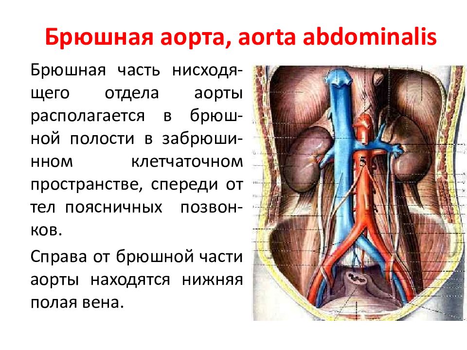 Брюшная аорта таблица