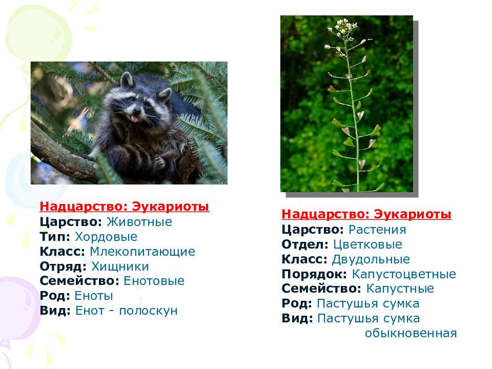 На какие царства разделяют в настоящее время все известные организмы?