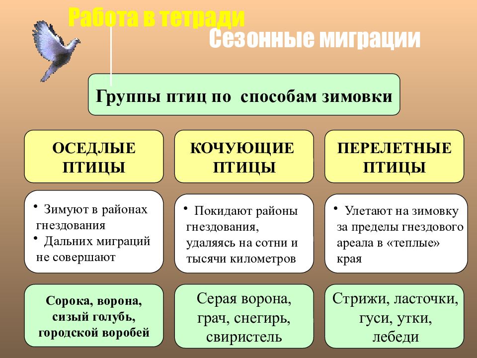 Сезонное поведение птиц презентация. Классификация птиц перелетные Кочующие оседлые. Перелетные и оседлые птицы таблица. Группы птиц перелетные оседлые Кочующие. Сезонные явления в жизни кочующих птиц.