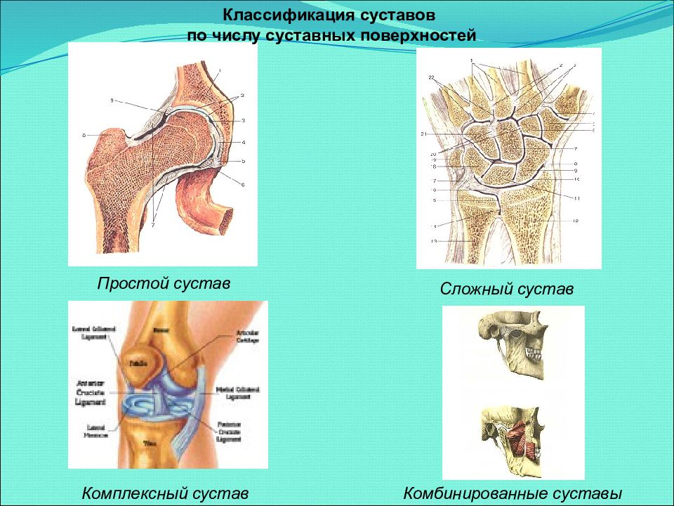 Группы суставов. Классификация суставов по количеству суставных поверхностей. Комбинированный сустав. Комбинированные суставы. Некомбинированные суставы.