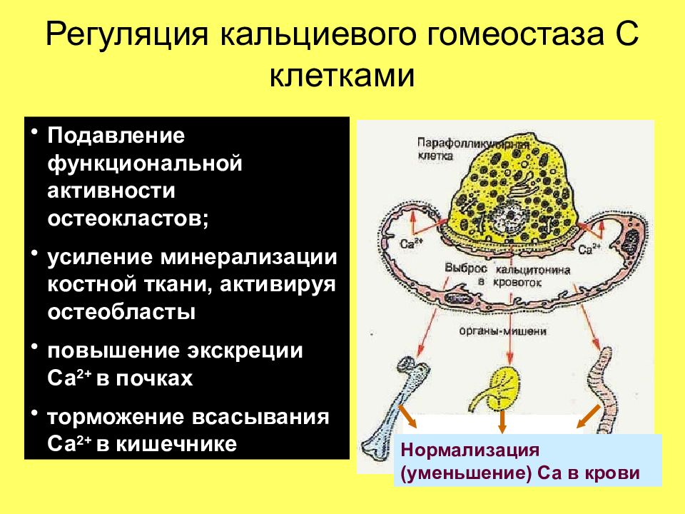 Регулируют гомеостаз. Регуляция кальциевого гомеостаза. Гомеостаз клетки. Гормоны регулирующие кальциевый гомеостаз. Гормональная регуляция гомеостаза.