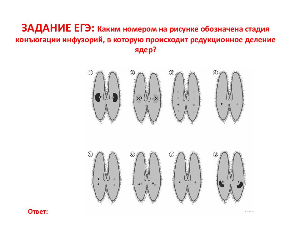 Какой цифрой на рисунке обозначена личинка с ресничками