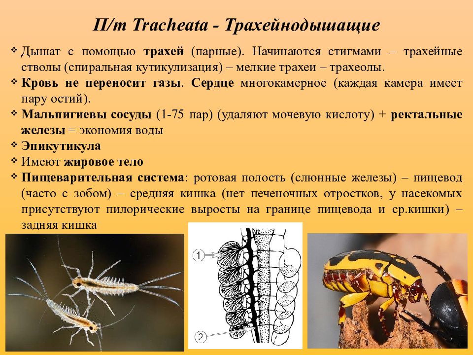 трахейнодышащие характеристика. подтип трахейнодышащие класс многоножки. трахейнодышащие общая характеристика. трахейнодышащие. трахейнодышащие общая характеристика.