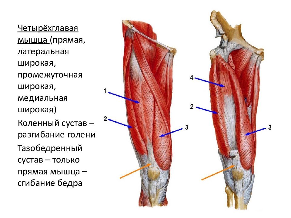 Квадрицепс латеральная сторона