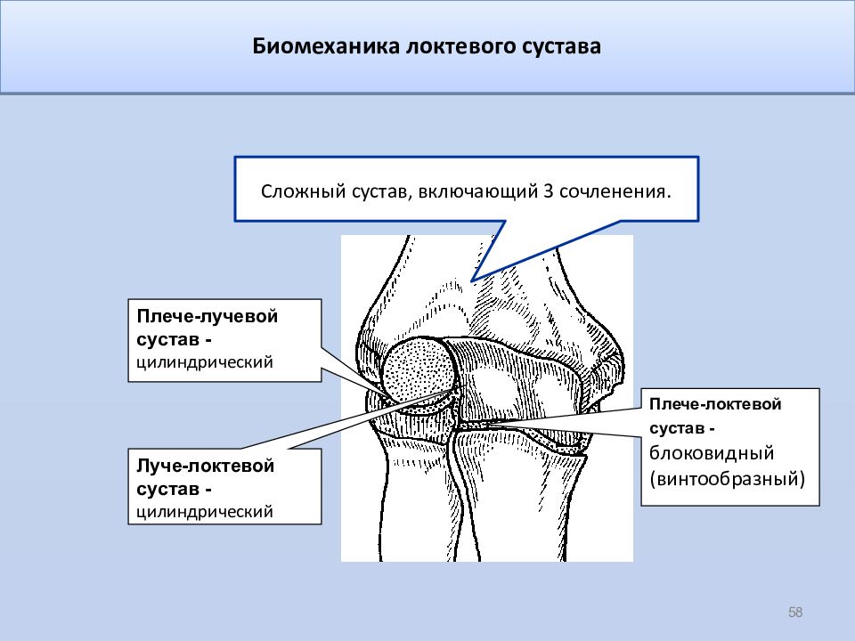 Сложный сустав. Биомеханика локтевого сустава. Локтевой сустав винтообразный. Биомеханика разгибание локтевого сустава. Биомеханическая классификация суставов.