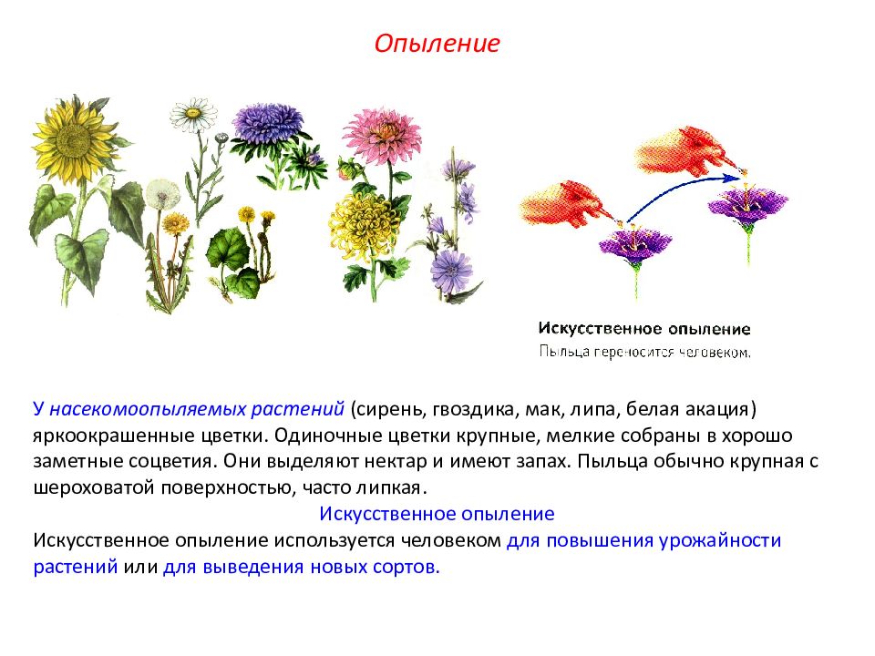 Насекомоопыляемые растения особенности