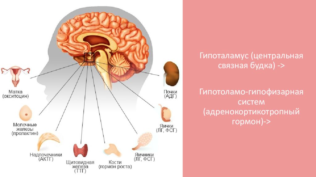Железа мозга 7. Гипофиз головного мозга гормоны. Железа гипофиз гормоны.