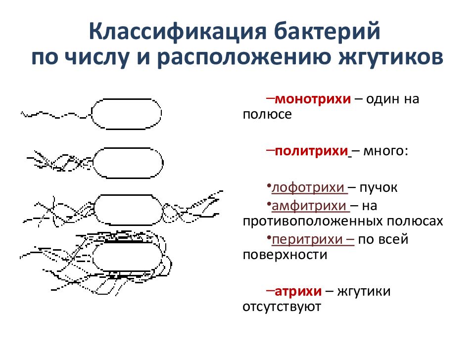 Классификация бактерий микробиология схема