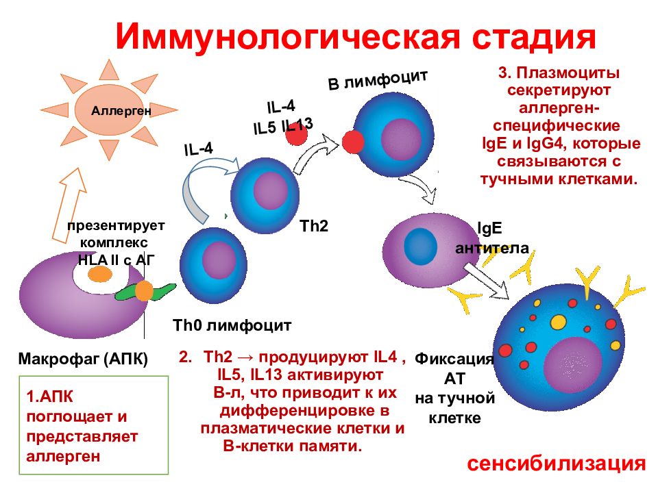 Виды аллергических реакций с картинками у человека