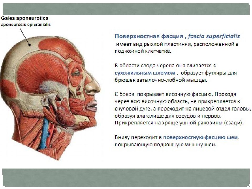 глубокая боковая область лица