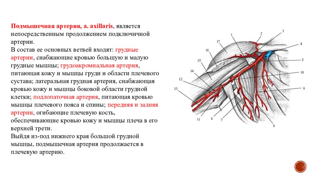 Кровоснабжение мышц. Подмышечная артерия кровоснабжает. Подмышечная артерия Синельников. Конечные ветви подмышечной артерии. Топография подмышечной артерии.