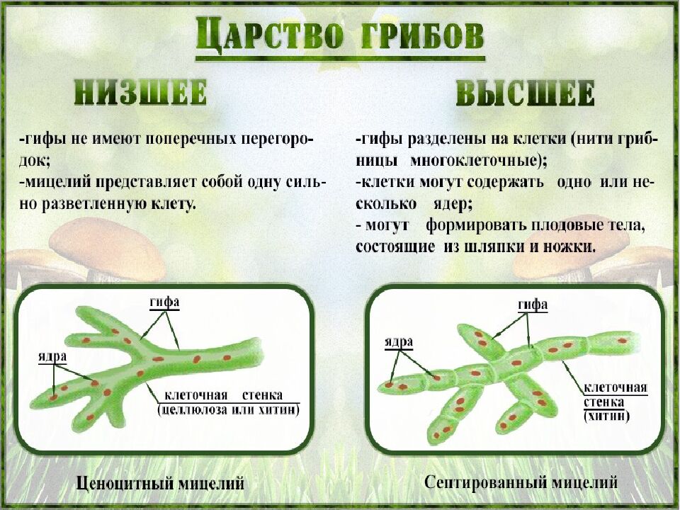 Грибы