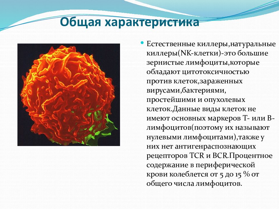 Естественные киллеры презентация