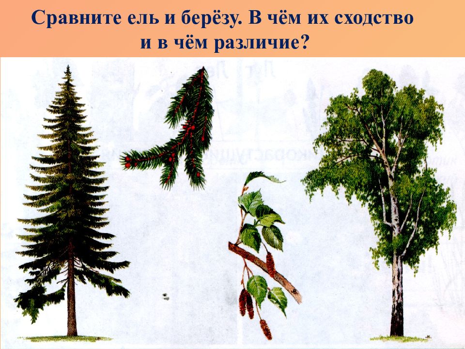 Сравнение ели. Отличия березы и ели. Сравни ель и березу. Деревья и кустарники 2 мл группа. Слайды деревьев 2 младшая группа.