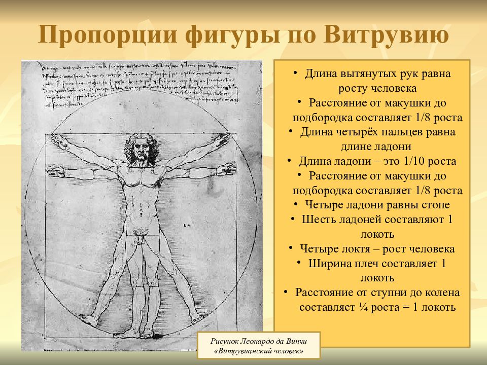 Пропорции человека презентация