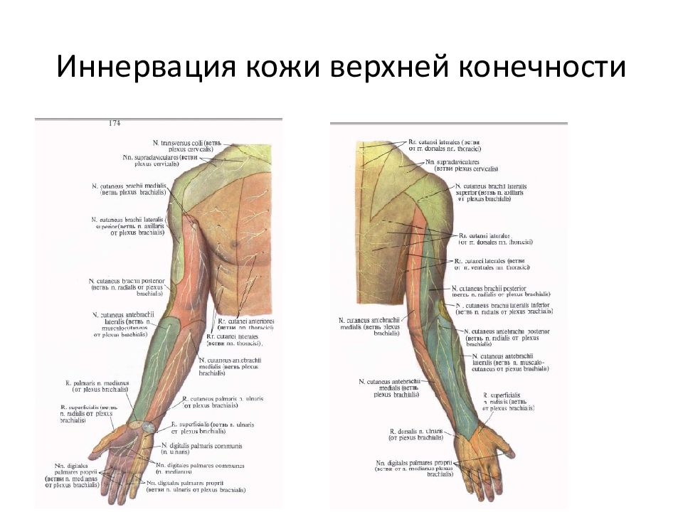 Иннервация руки по корешкам и нервам схема