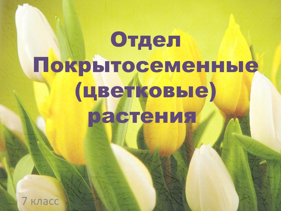 Презентация по биологии на тему цветковые или покрытосеменные