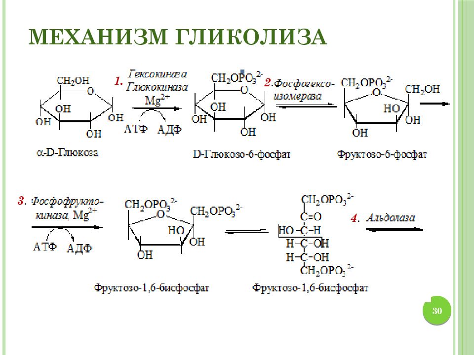 Молекулы глюкозы в процессе гликолиза. Гликолиз Глюкозы биохимия. Гликолиз АТФ схема. Гликолиз схема с формулами. Гликолиз углеводов биохимия.