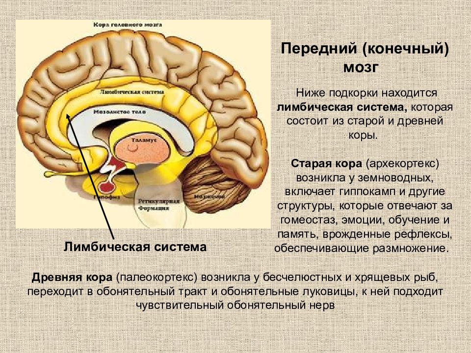 Подкорка головного мозга. Лимбическая система корковые и подкорковые структуры. Строение подкорковых структур мозга.