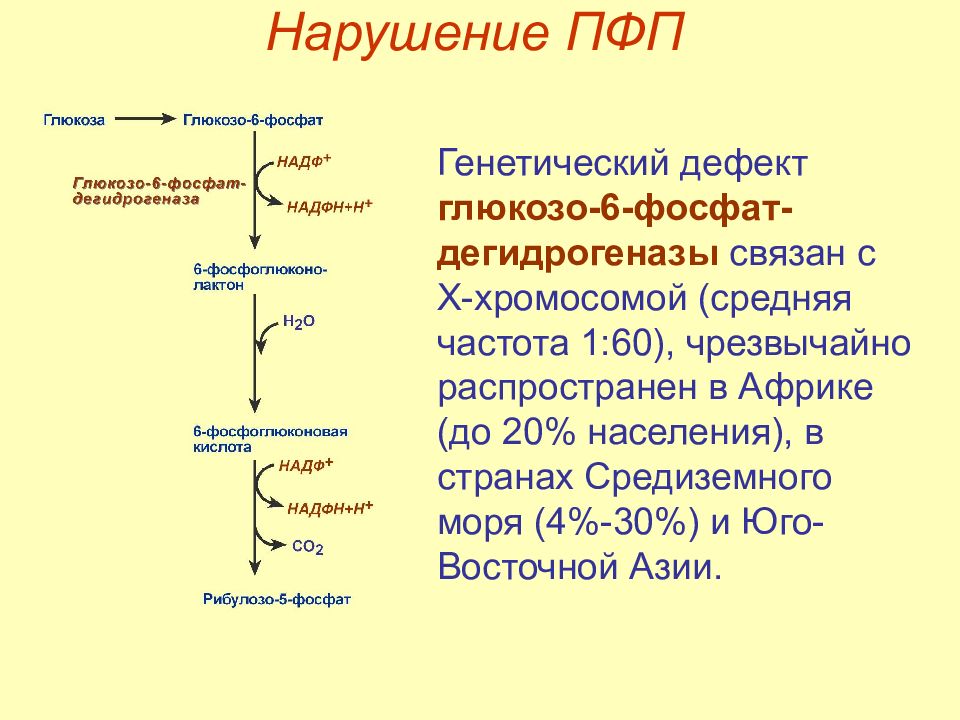 Нарушения глюкозы. Глюкозо 6 фосфат дегидрогеназа реакция. Реакции которые катализирует глюкозо 6 фосфатдегидрогеназа. Глюкозо 6 фосфат дегидрогеназа кофермент. Глюкозо 6 фосфат дегидрогеназа способы регуляции.