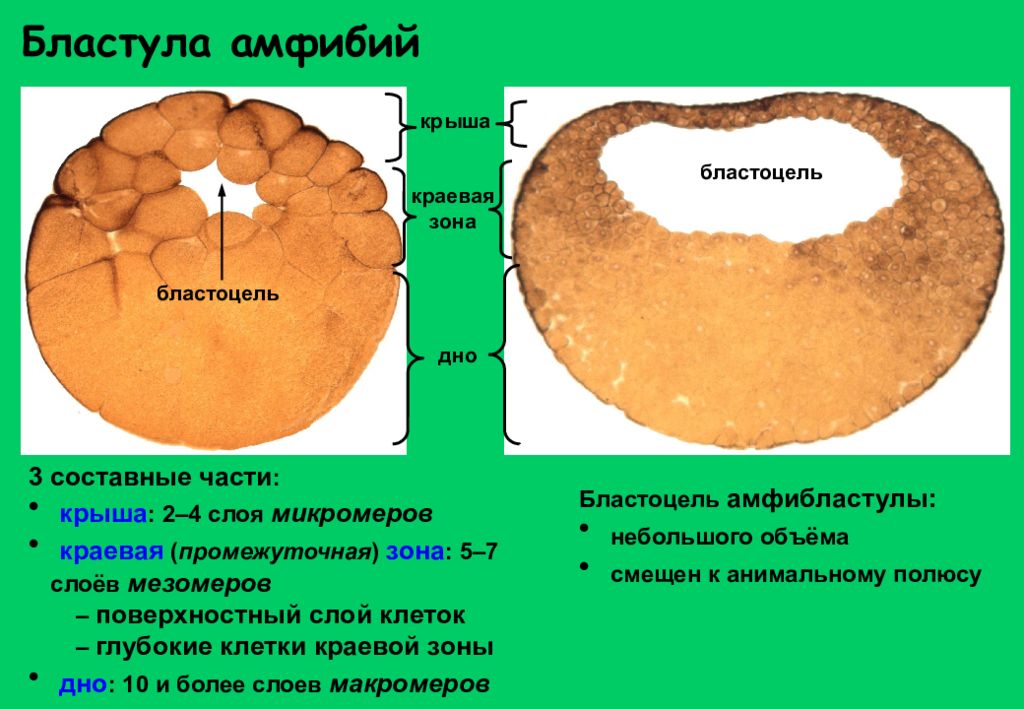 Бластула лягушки