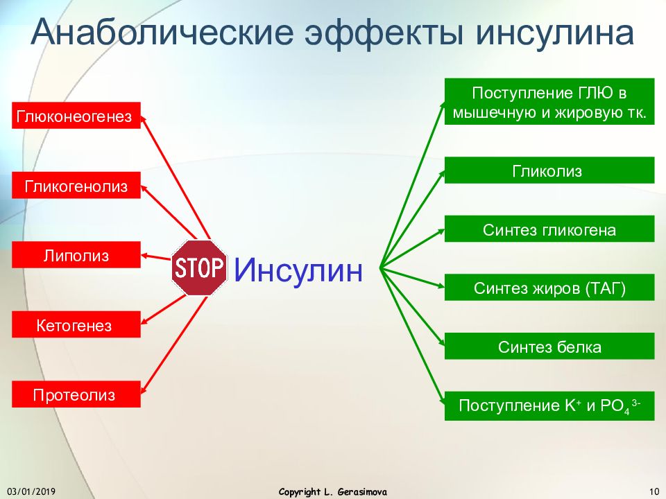 Анаболический эффект. Анаболический эффект инсулина. Механизм анаболического действия инсулина. Действие инсулина на белковый обмен. Анаболическое влияние инсулина.