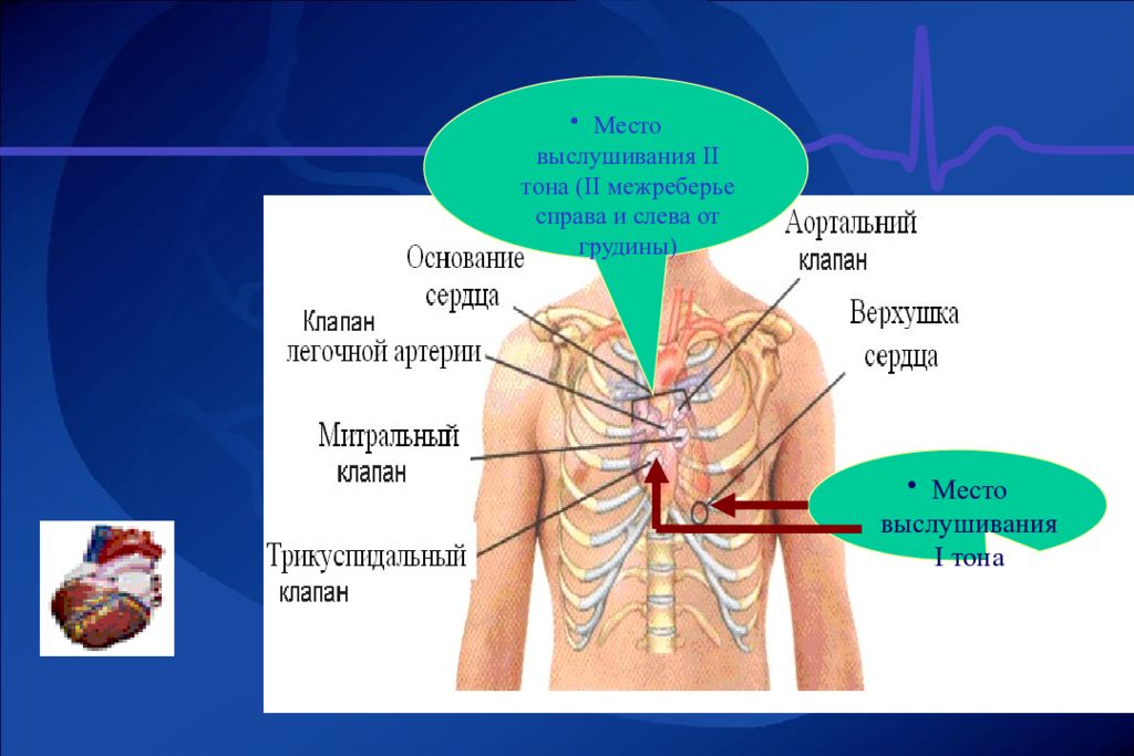 Сердце лево. Левое межреберье. Межреберье справа. Четвертое межреберье справа от грудины.