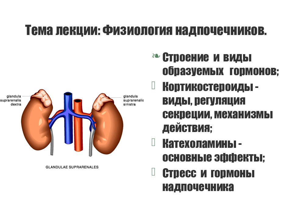 Надпочечники презентация по анатомии