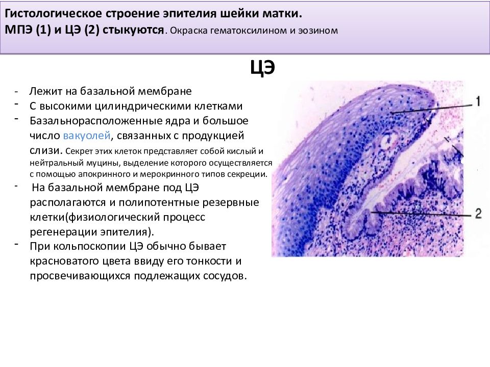 Клетки эндоцервикального эпителия. Эпителий шейки матки гистология строение. Многослойный плоский эпителий шейки матки гистология. Строение шейки матки гистология препарат. Слизистая оболочка матки гистология.