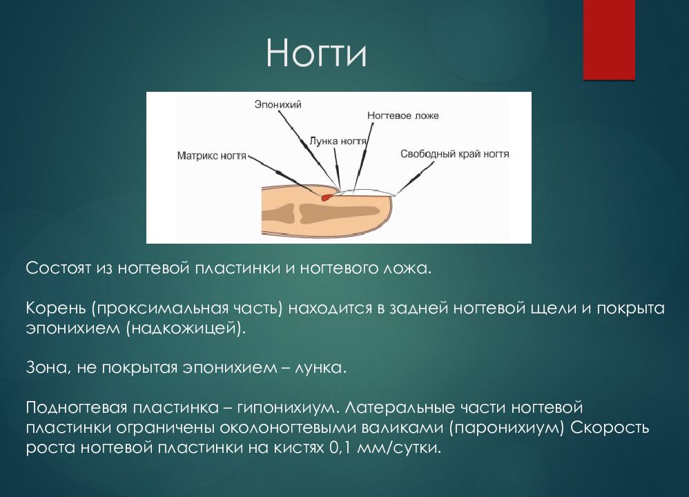 Ложа корень