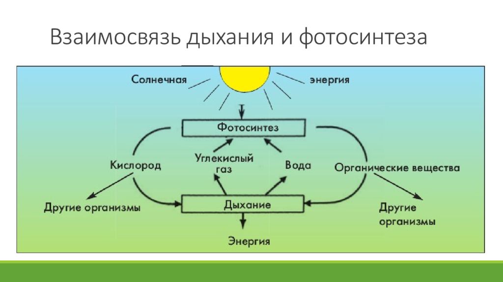 Какие организмы обеспечивают превращение солнечной энергии в химическую нарисуйте