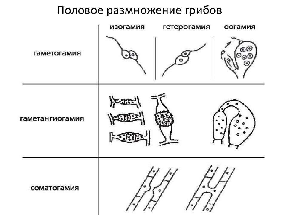 Размножение грибов картинки