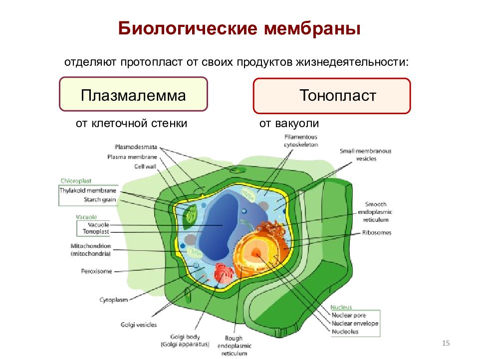 Хранение продуктов жизнедеятельности растительной. Плазмалемма растительной клетки. Протопласт отделен от клеточной оболочки. Плазмалемма и тонопласт. Тонопласт.