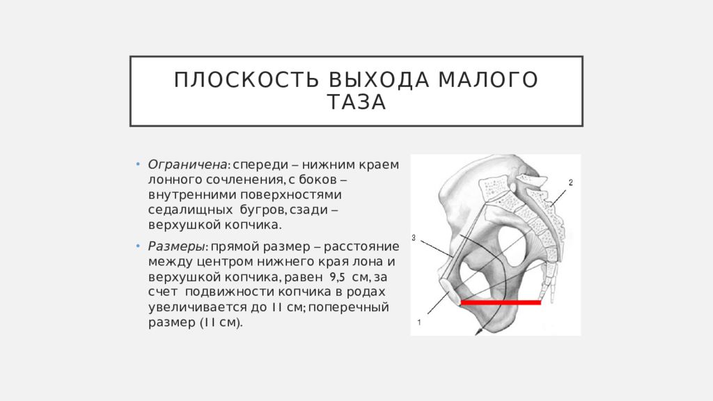 Таз с акушерской точки зрения