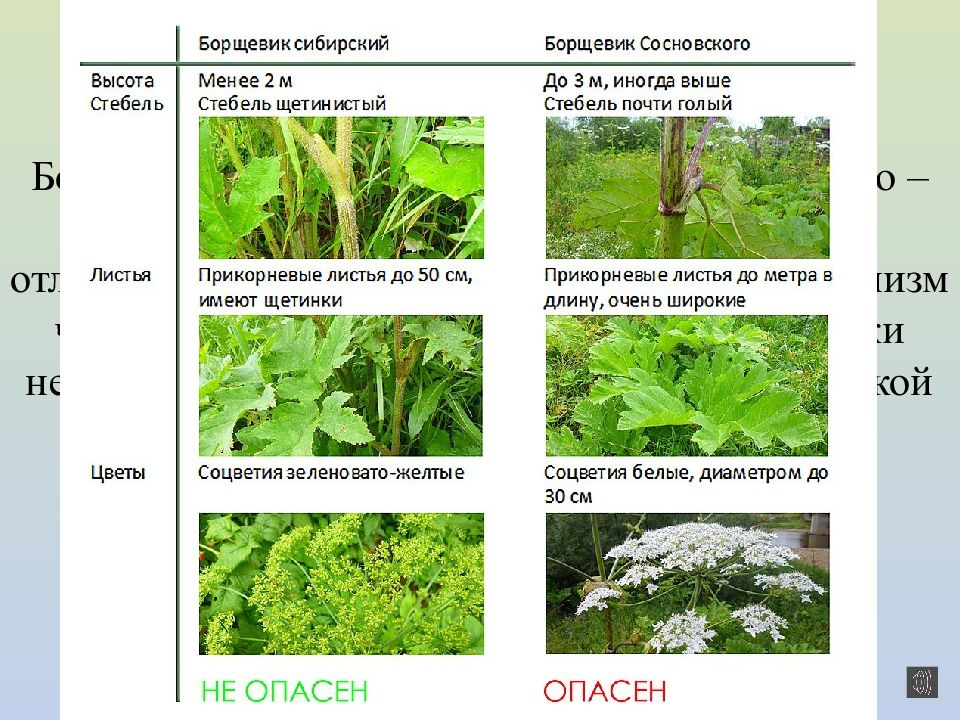 Ядовитые растения сибири презентация