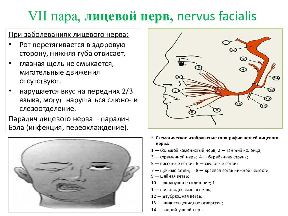 Лицевые нервы человека. 7 Пара лицевой нерв. 7 Пара лицевой нерв анатомия. Лицевой нерв- nervus Facialis. Лицевой нерв схема.