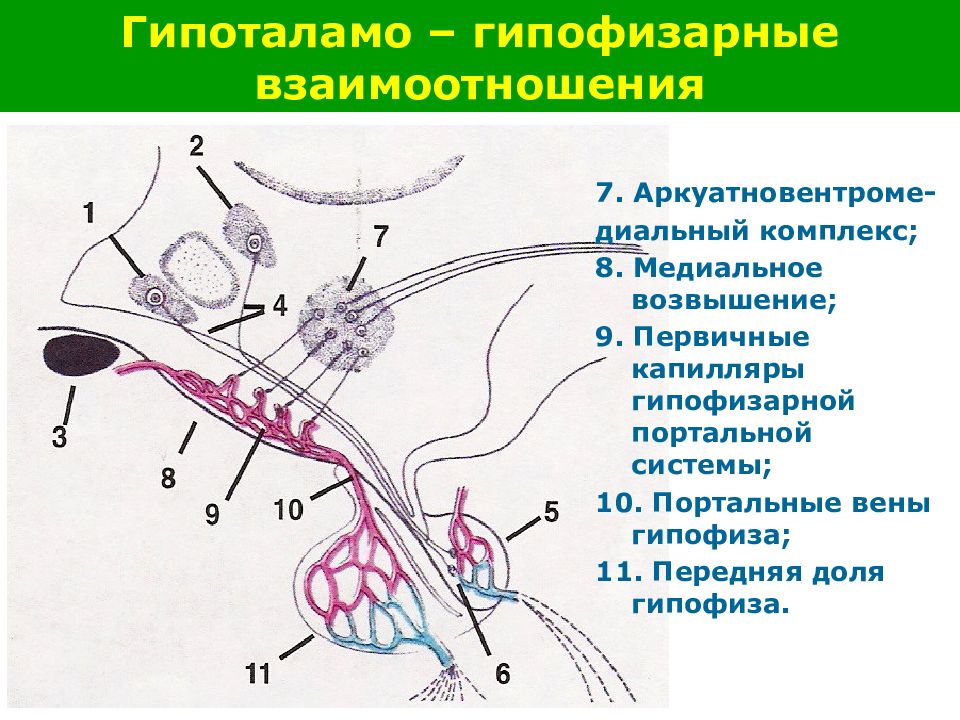 Гипоталамо гипофизарная система схема