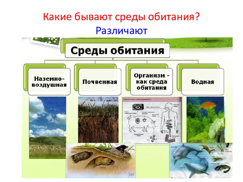 Какие бывают среды обитания. Среды обитания организмов. Почвенная и организменная среда обитания. Наземно-воздушная среда водная почвенная и организменная.