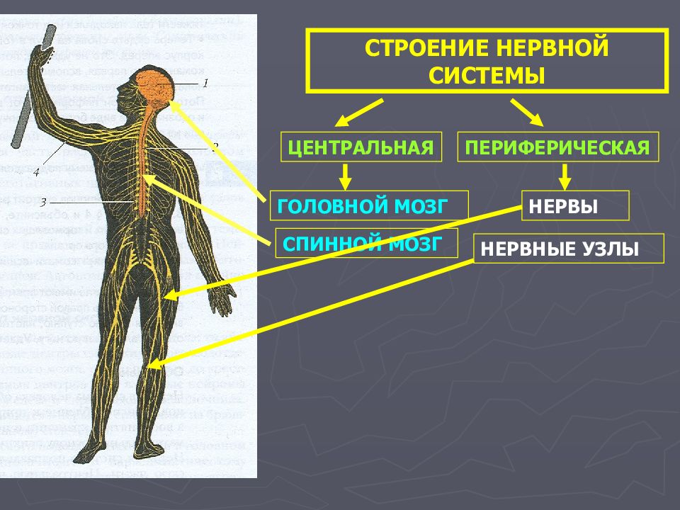 Тело управляет человеком. Нервная система. Строение нервной системы. Нервные узлы. Анатомия периферических нервов.