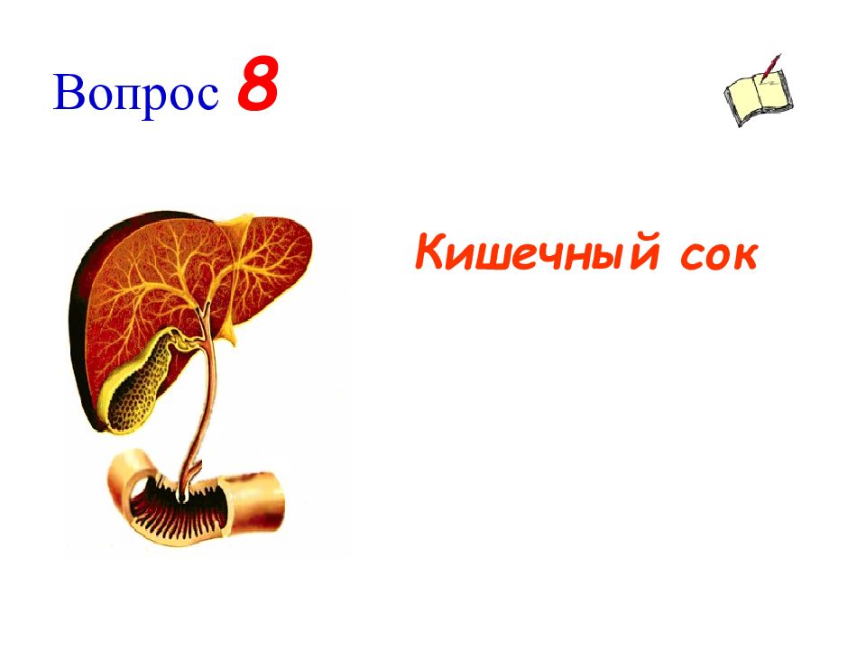 Кишечный сок функции. Кишечный сок. Состав кишечного сока. Функции кишечного сока. Ферменты кишечного сока.