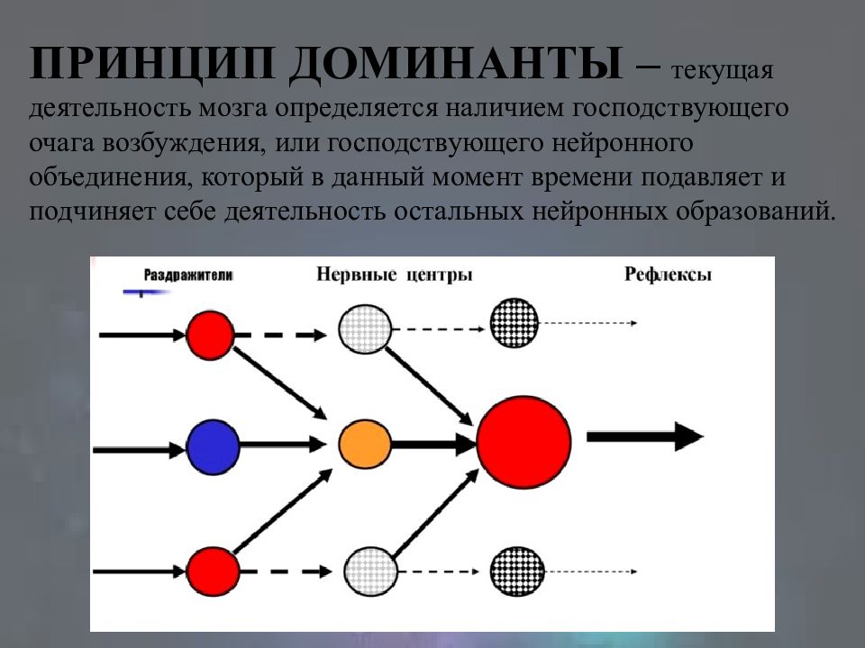 Доминант это. Принцип Доминанты. Принцип Доминанты в ЦНС. Работа мозга принцип Доминанты.