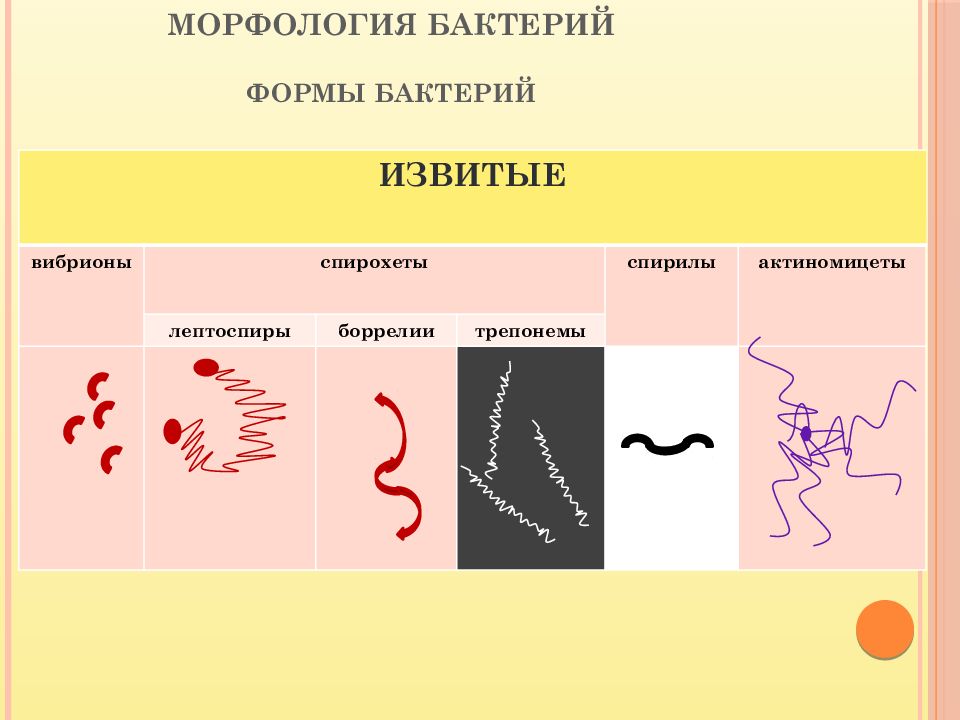 Форма бактерии вибрионы рисунок