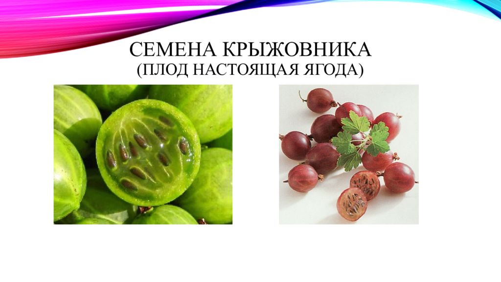 вид плода. крыжовник тип плода. крыжовник обыкновенный плодовые кустарники. крыжовник молодой плод. крыжовник тип плода.