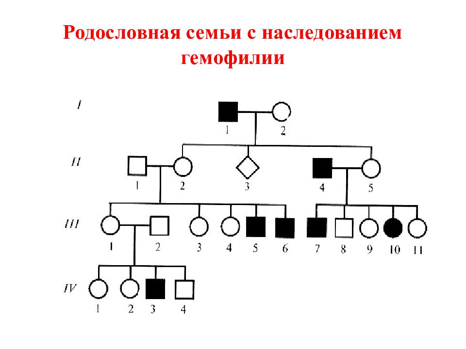 Генетика родословная схема