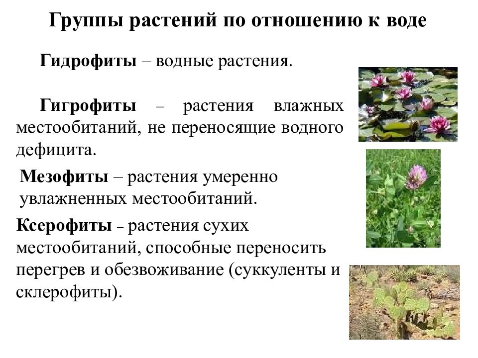 Какие цветы к отношениям. Гидрофиты гигрофиты мезофиты ксерофиты: Суккуленты склерофиты. Экологические группы растений. Экологические группы растений по отношению. Экологические группы по отношению.