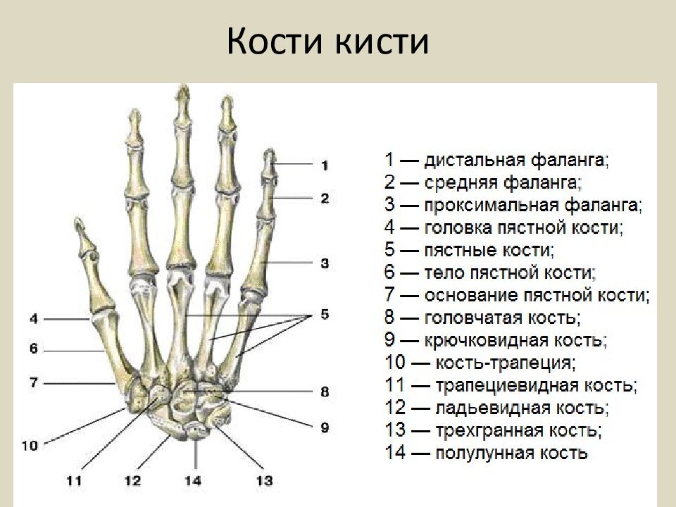 Укажите анатомическое образование. Пястная кость кисти строение. Кости кисти руки человека анатомия. Строение пястных костей кисти. Кисть человека строение костей.